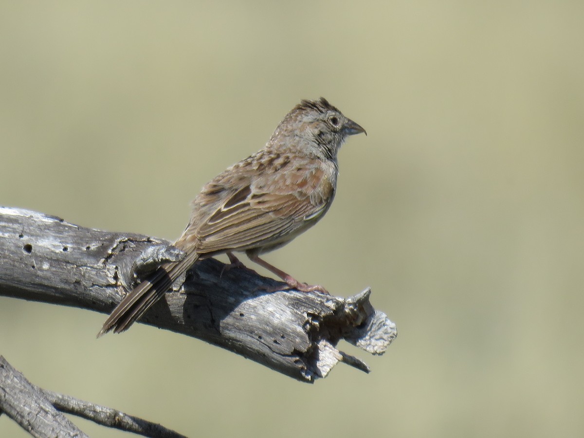 Botteri's Sparrow - ML232990391