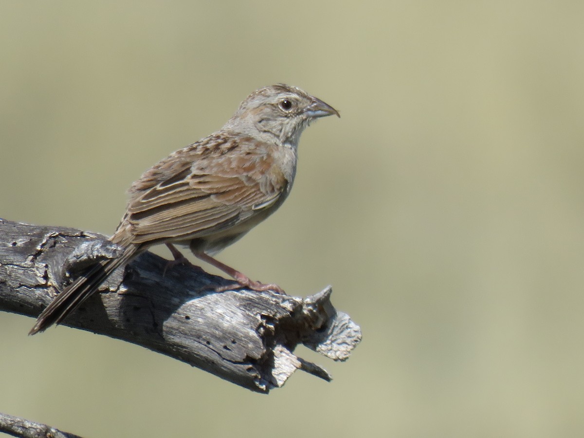 Botteri's Sparrow - ML232990411