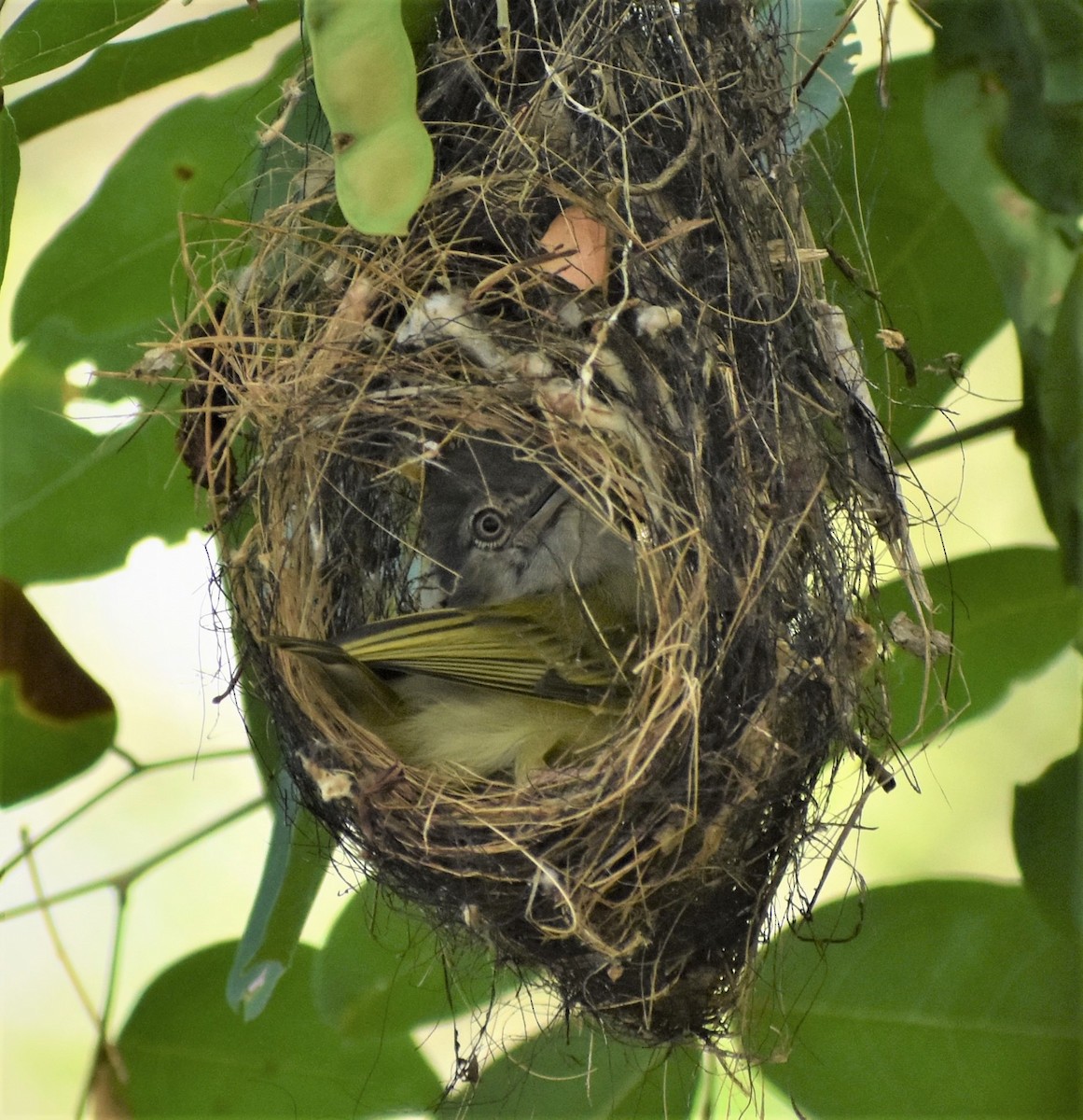 Yellow-olive Flatbill - ML232990501