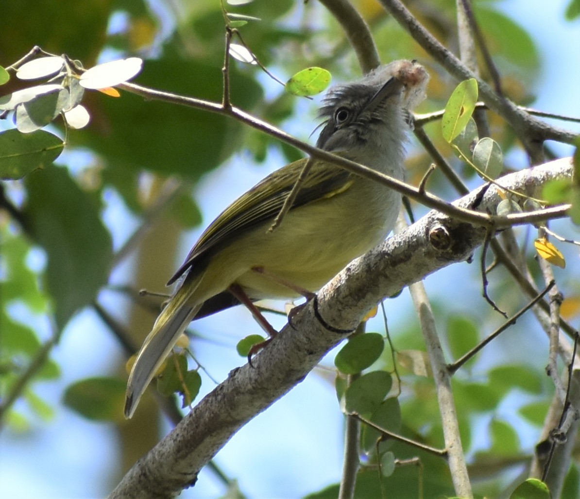 Yellow-olive Flatbill - ML232990571