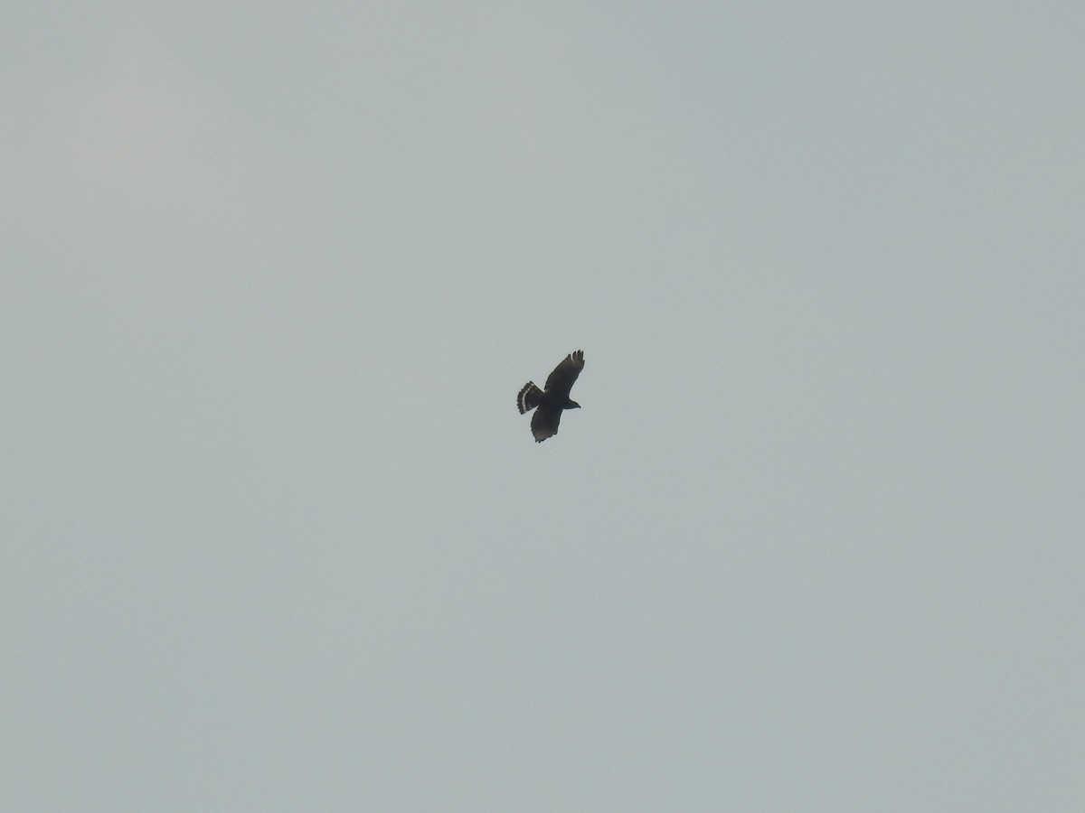 Gray Hawk - ML232990621