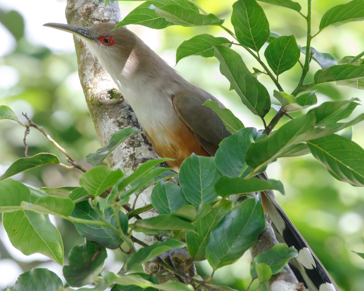 Puerto Rican Lizard-Cuckoo - ML23299111