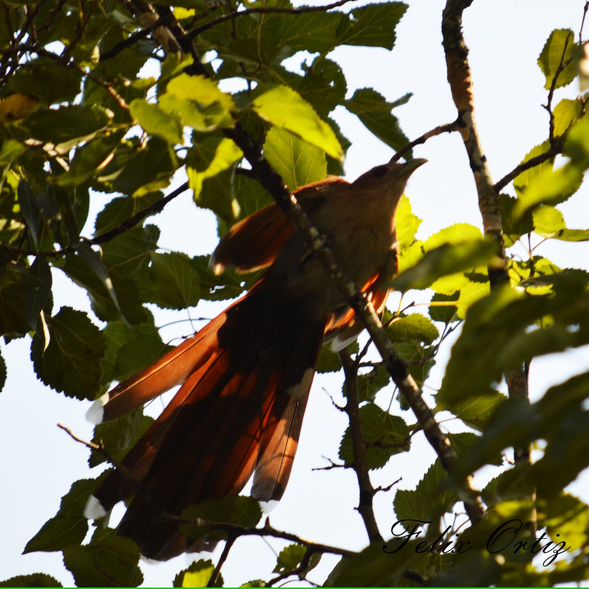 Common Squirrel-Cuckoo - ML232991551