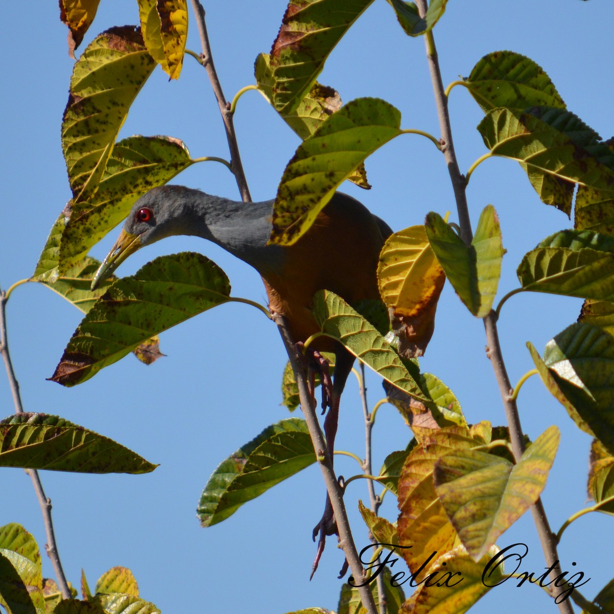Gray-cowled Wood-Rail - Felix Ortiz