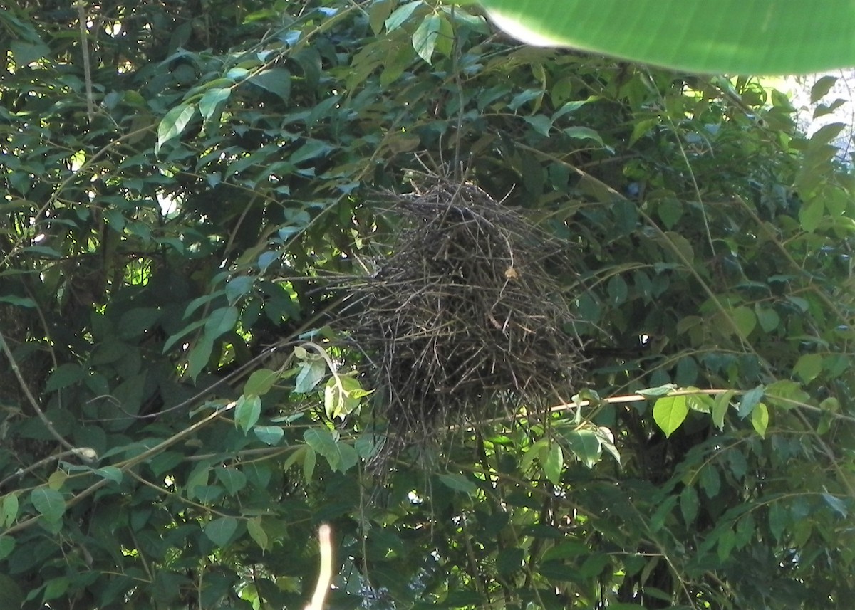 Orange-eyed Thornbird - ML232993181