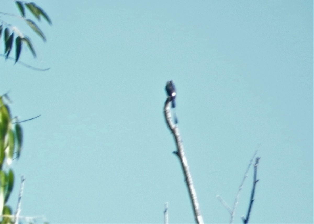 Long-tailed Tyrant - Gabriela Locher