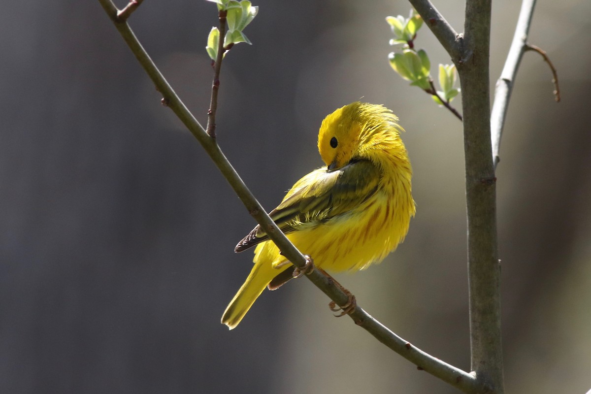 Yellow Warbler - Jeremy Nance