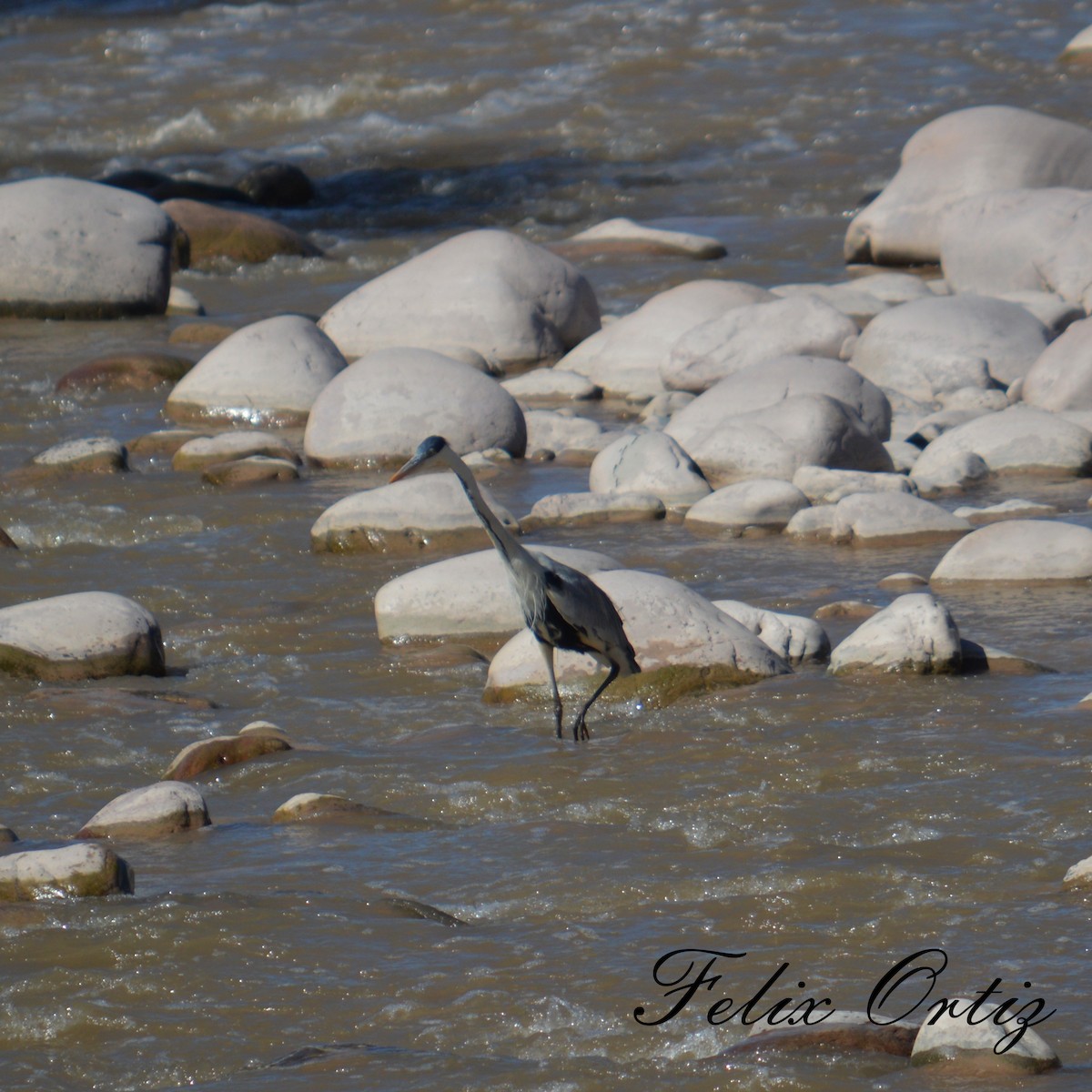 Cocoi Heron - ML232993811