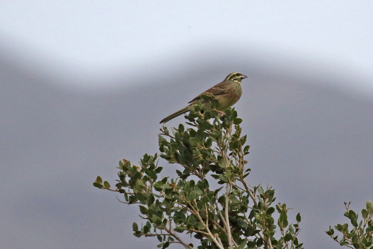 strnad cvrčivý - ML232994111