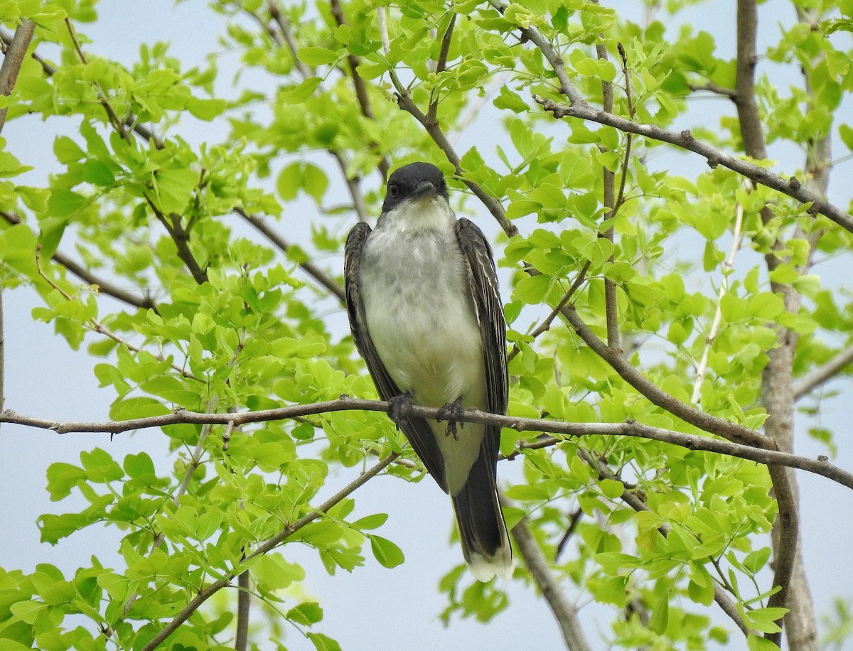 Eastern Kingbird - Anonymous