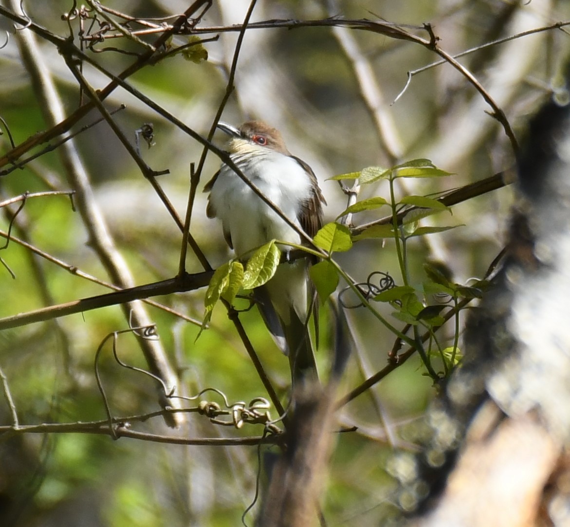 Black-billed Cuckoo - Joe Girgente