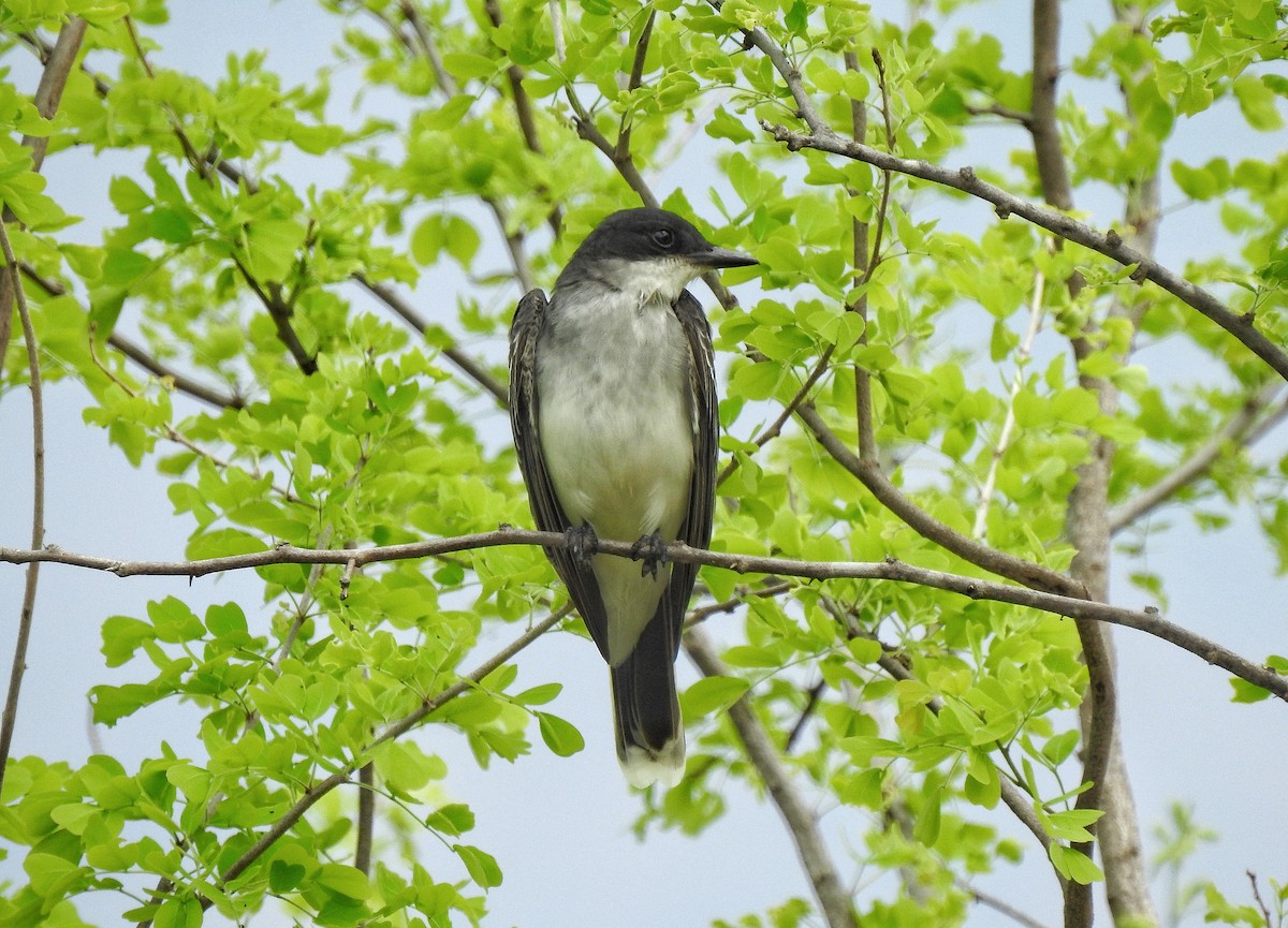 Eastern Kingbird - Anonymous