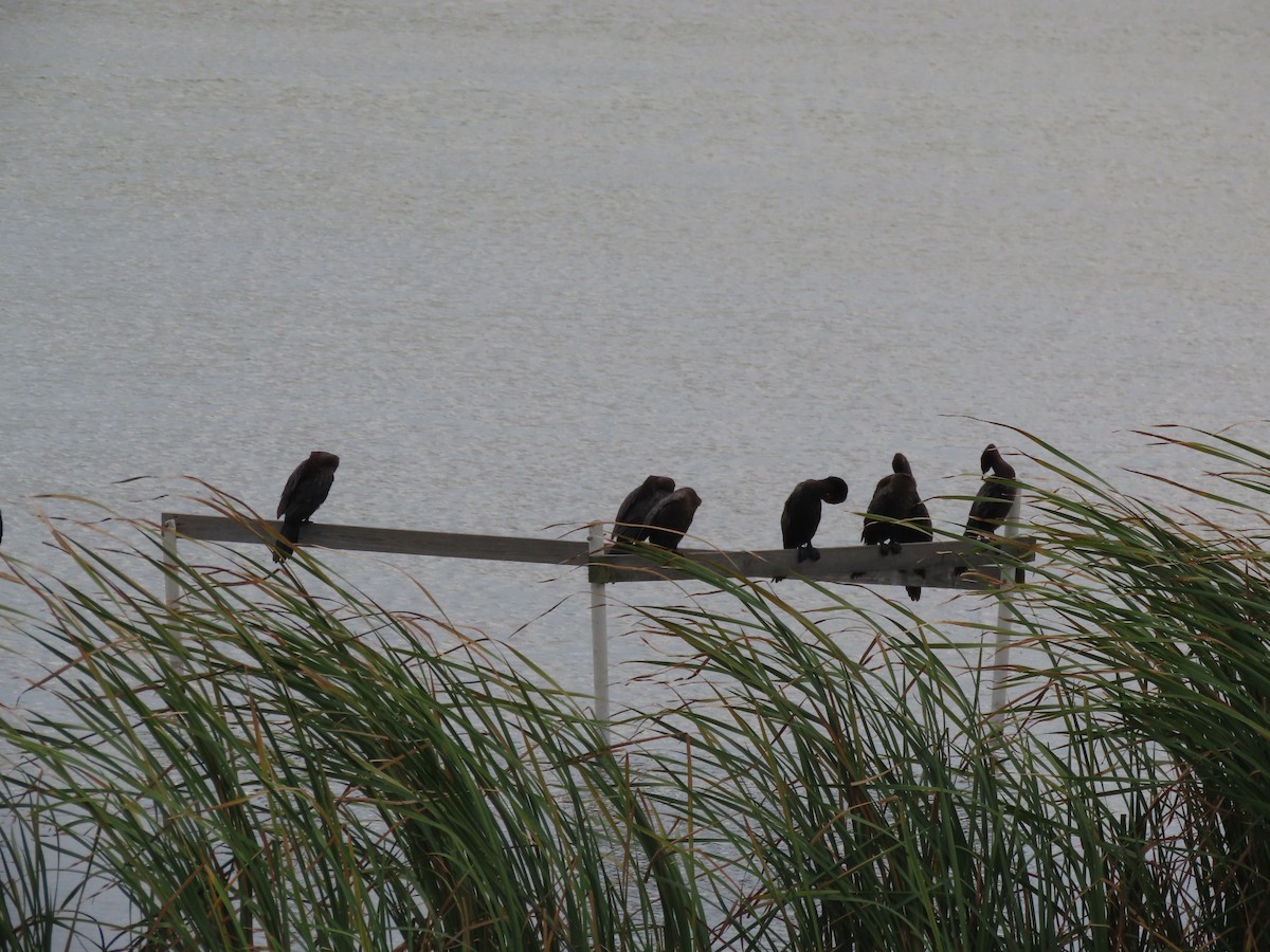 Neotropic Cormorant - Suanne Pyle