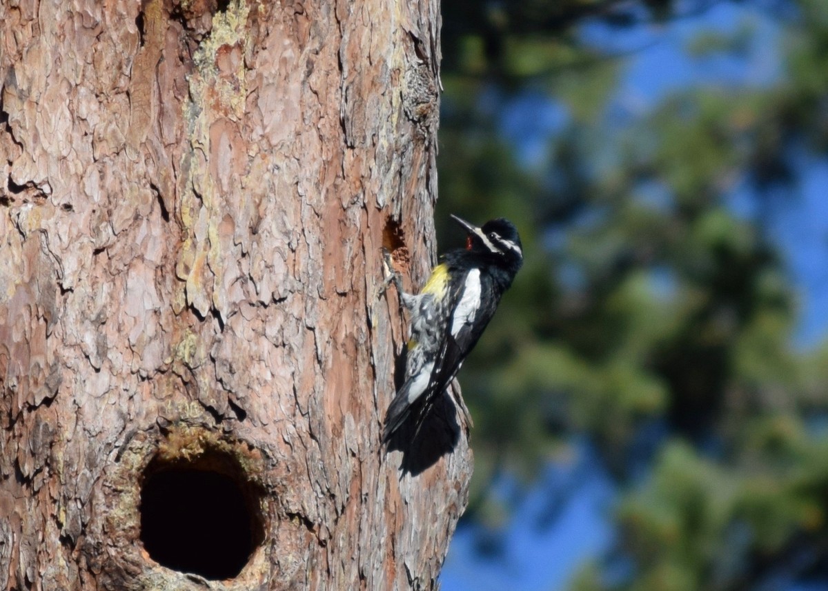 Williamson's Sapsucker - Shannon Donaldson