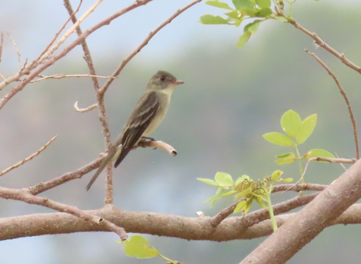 Eastern Wood-Pewee - ML232996551