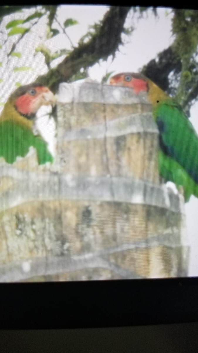 Rose-faced Parrot - ML232996931