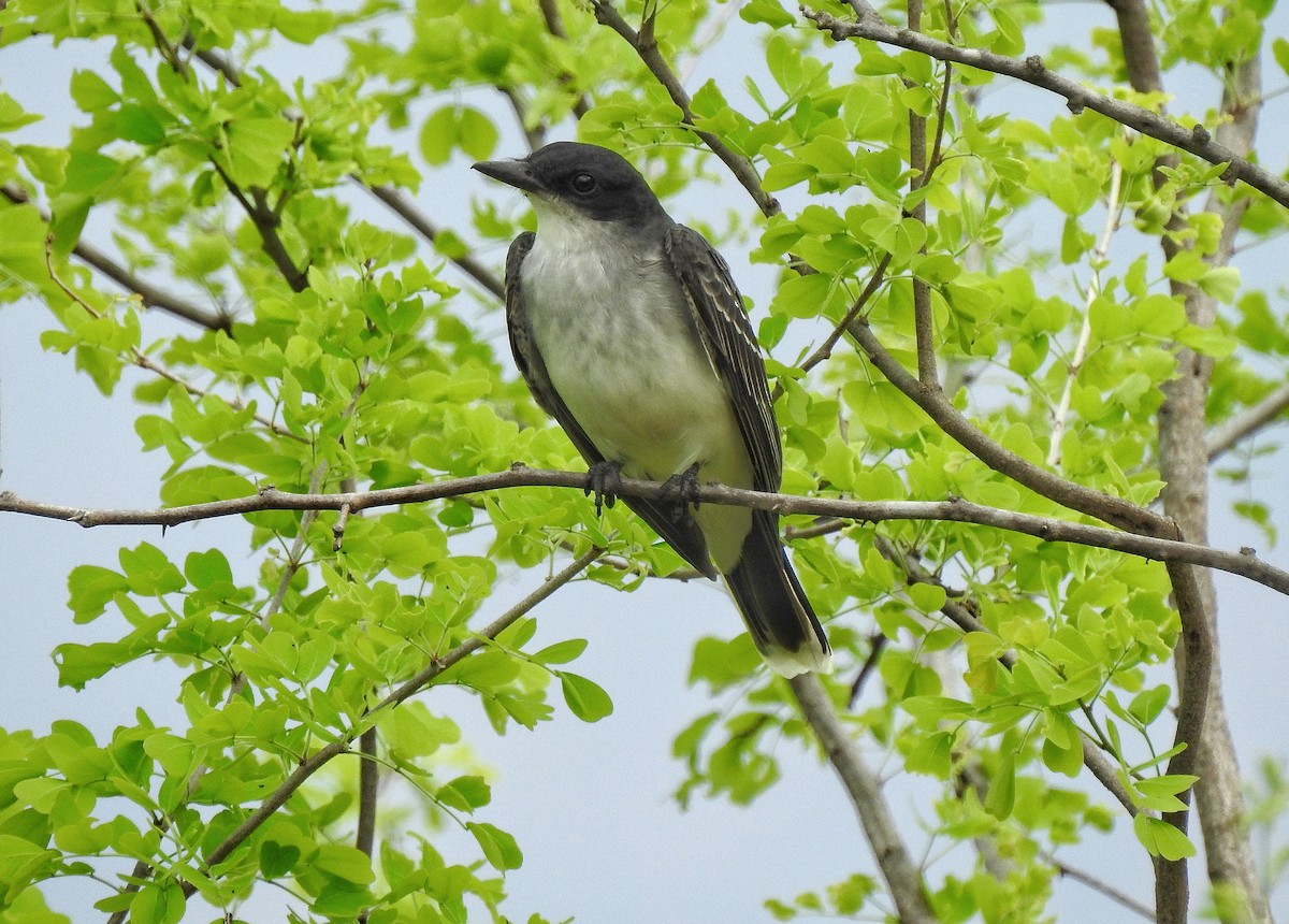 Eastern Kingbird - Anonymous