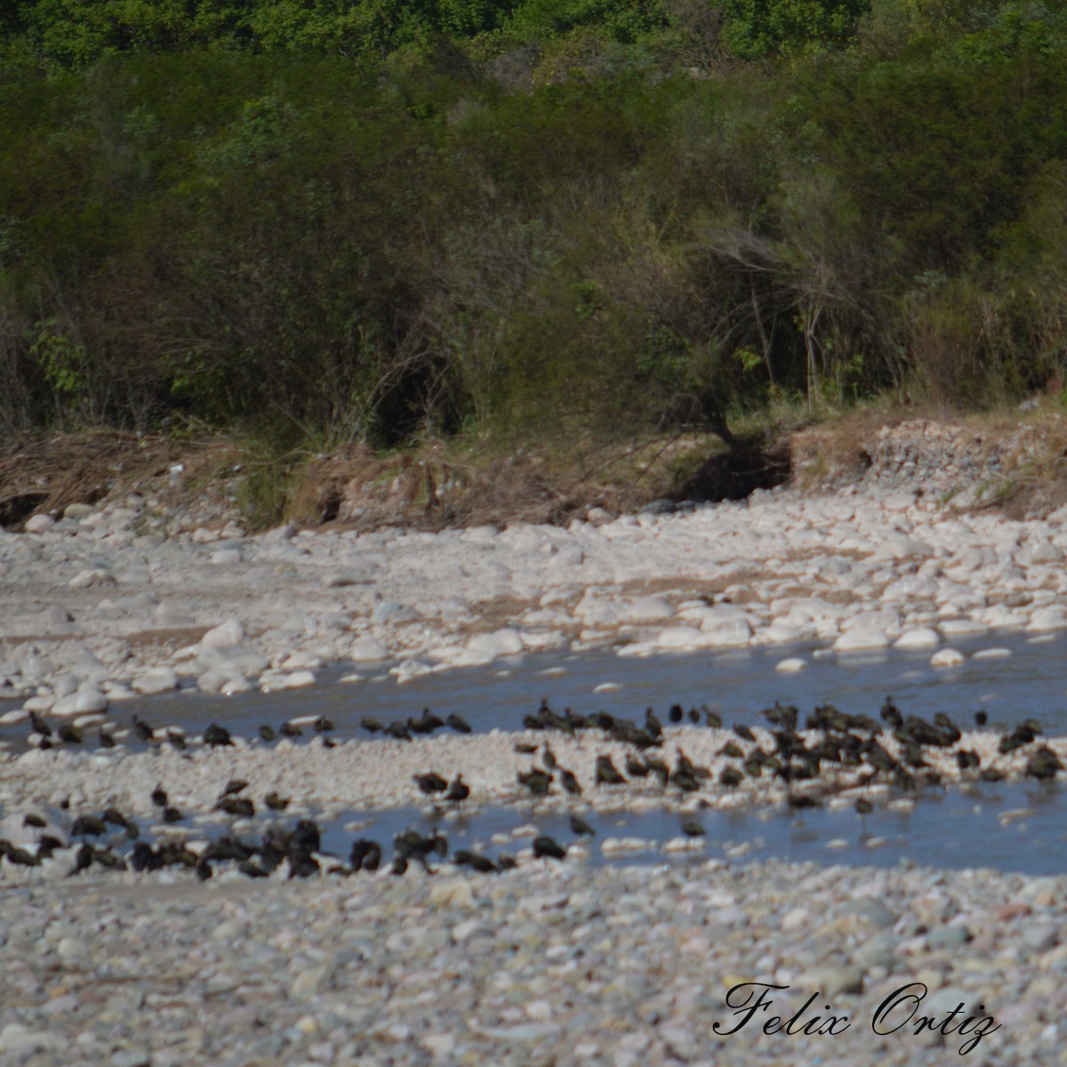 White-faced Ibis - ML232997751