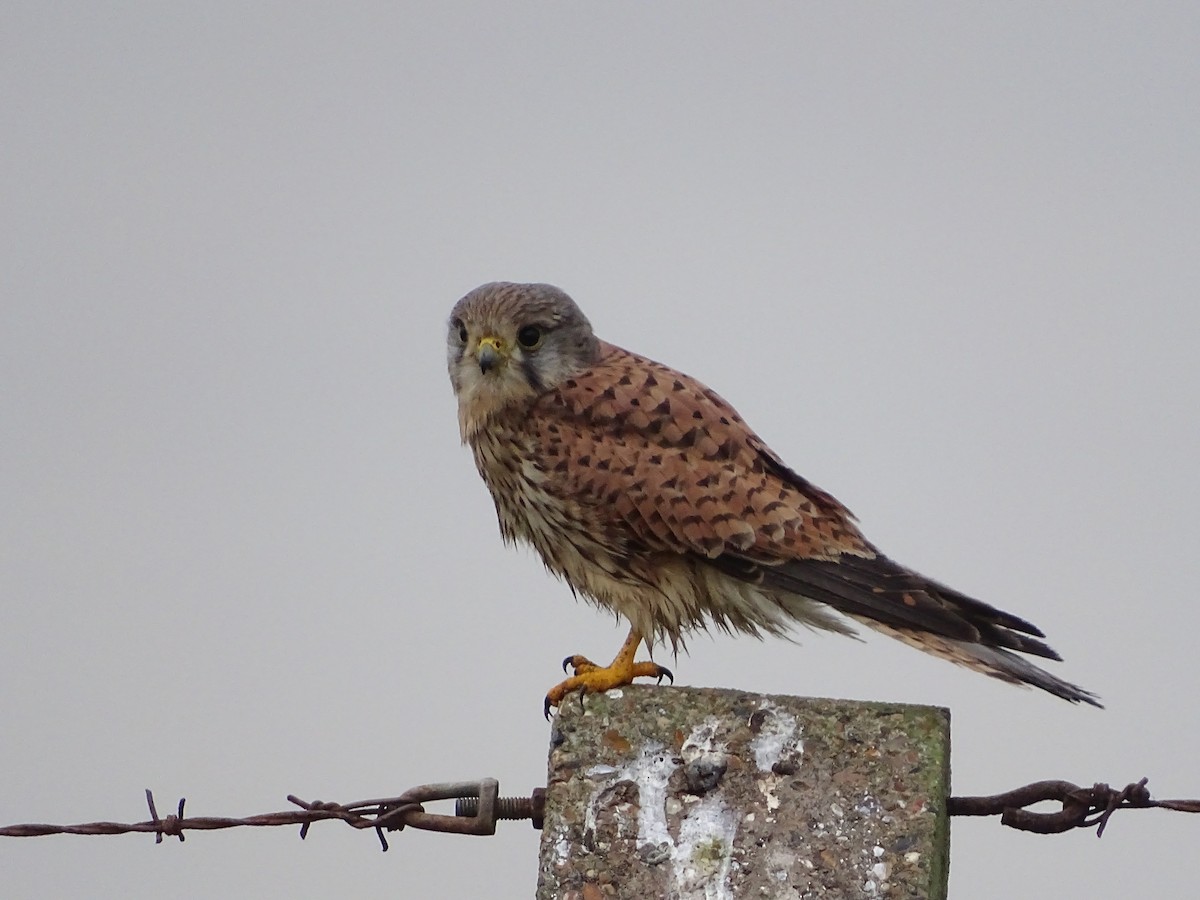 Eurasian Kestrel - ML23299841