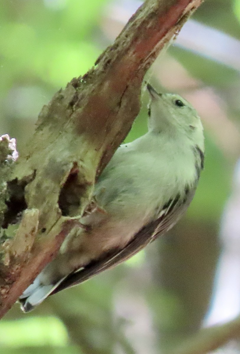 White-breasted Nuthatch - ML232998681