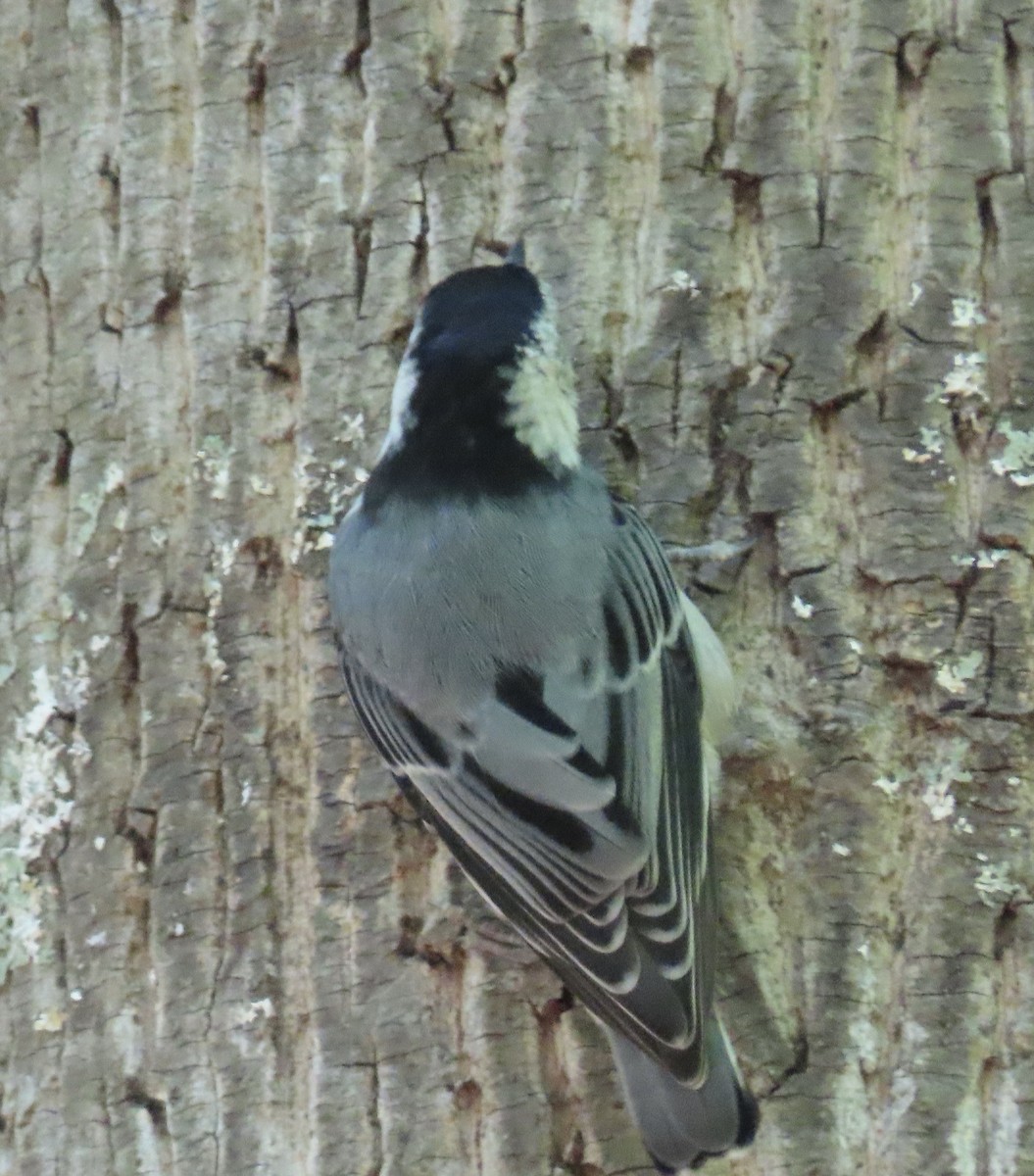 White-breasted Nuthatch - ML232998721