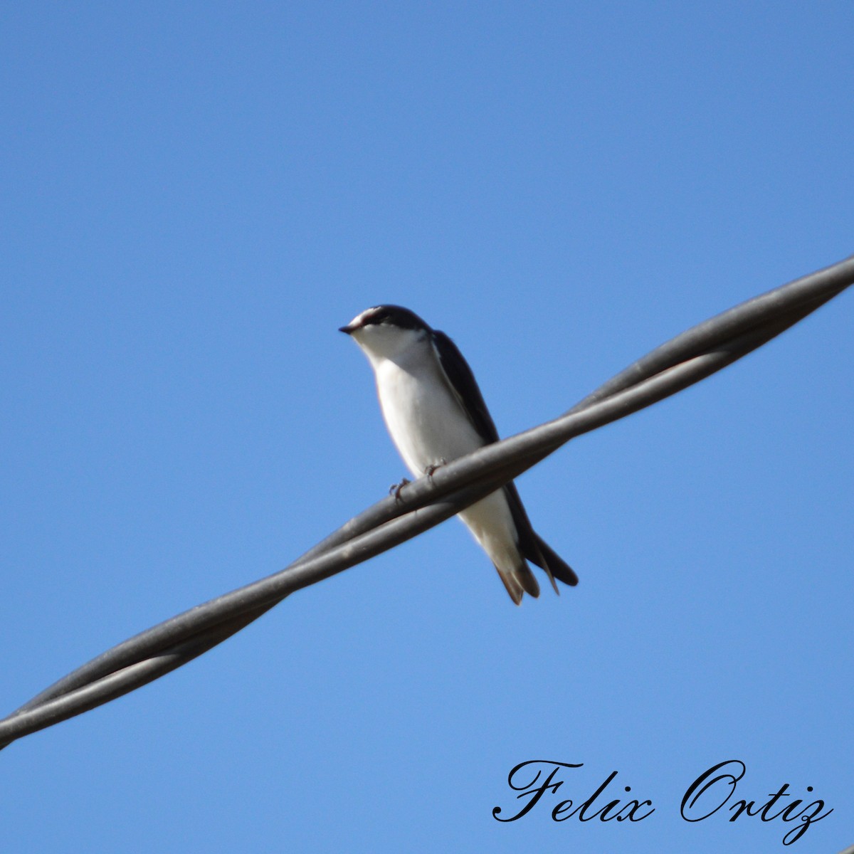 White-rumped Swallow - ML232998741