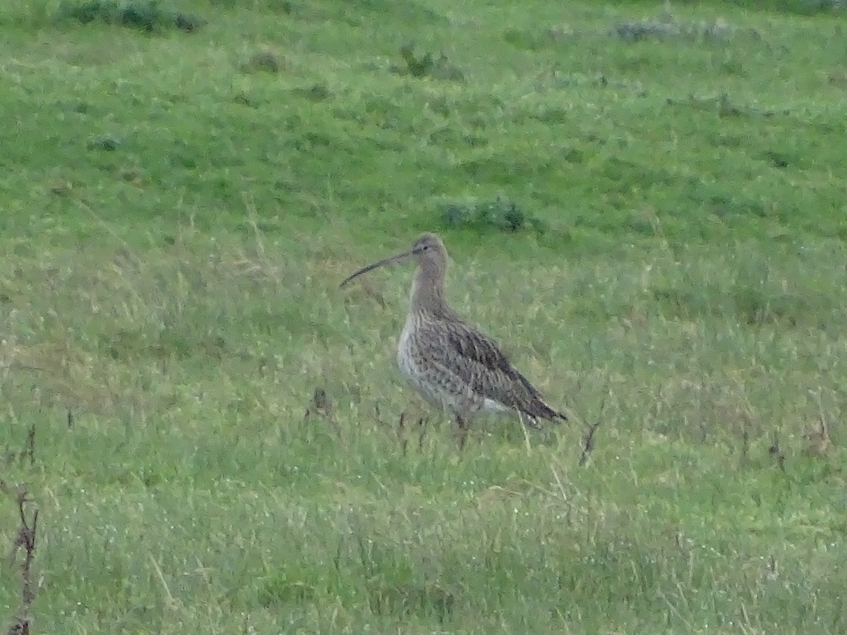 Eurasian Curlew - ML23299891