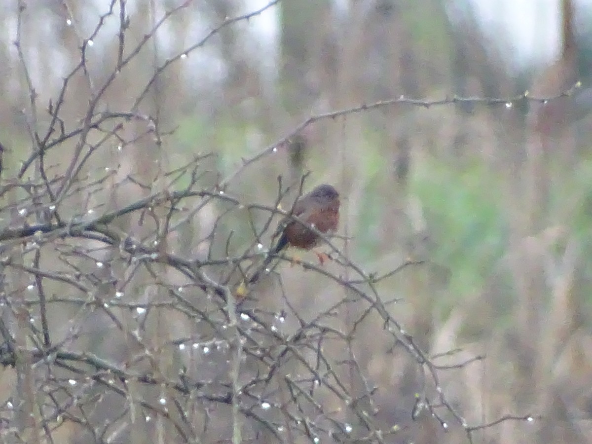 Dartford Warbler - ML23299901