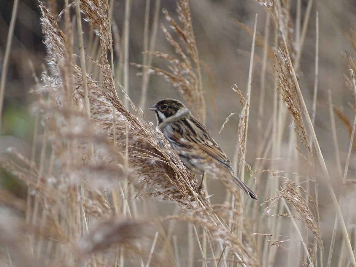 Reed Bunting - Ali Brooks