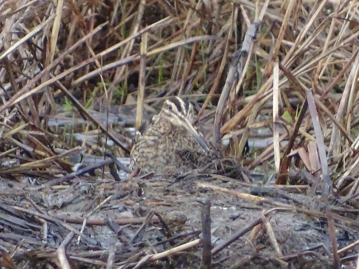 Common Snipe - ML23299931