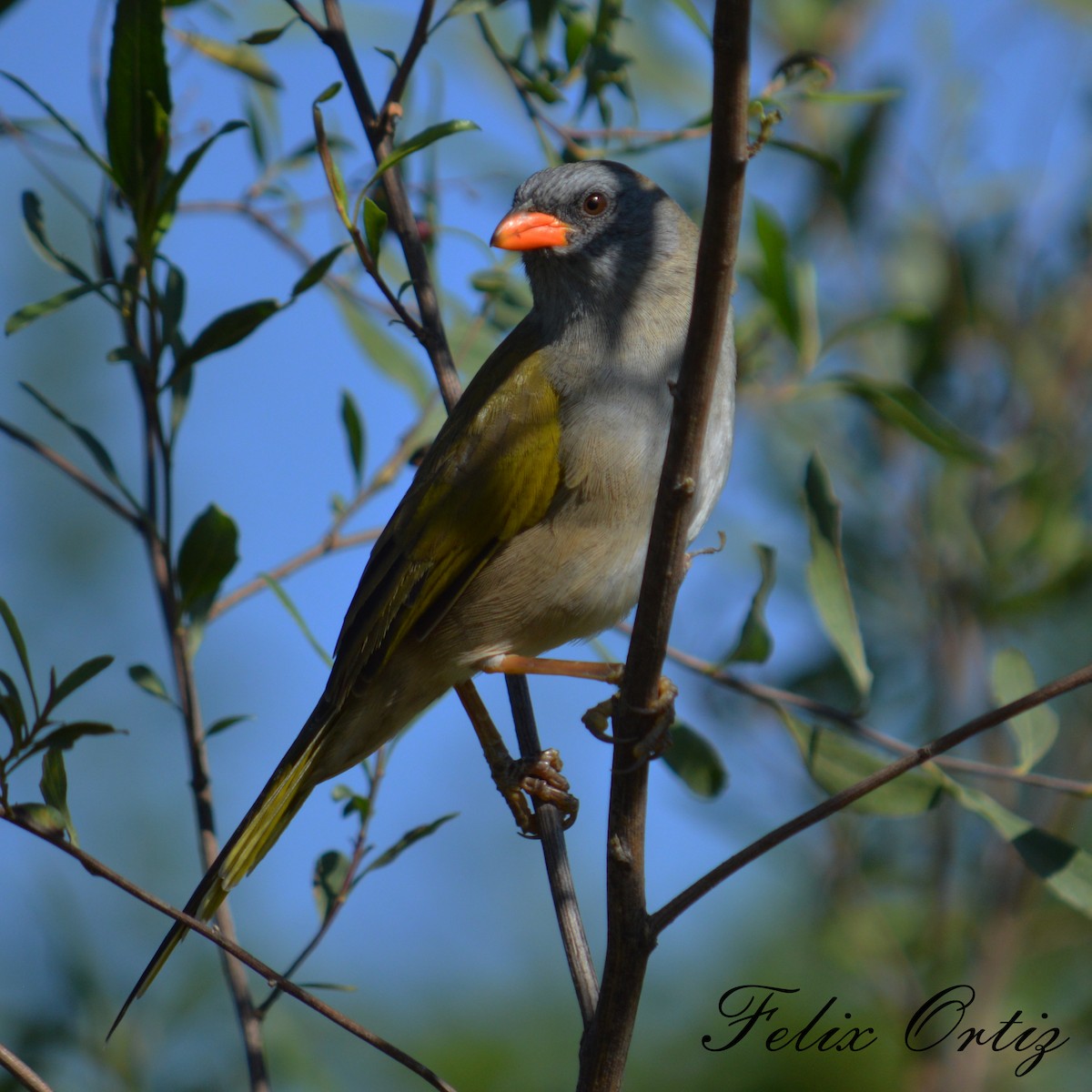 Great Pampa-Finch - Felix Ortiz