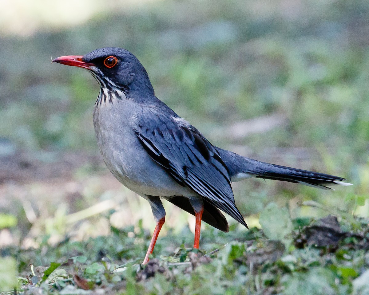 Red-legged Thrush - Jeff Stacey