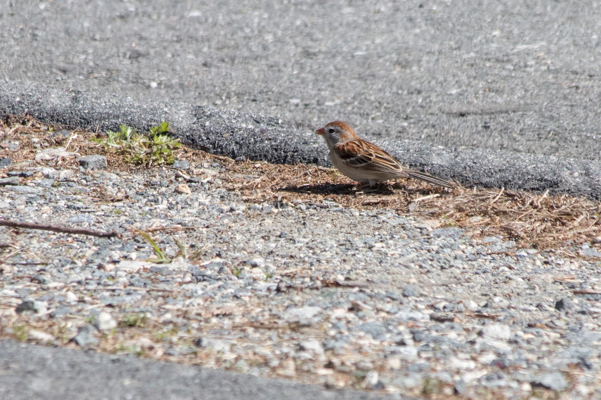 Field Sparrow - ML233001841