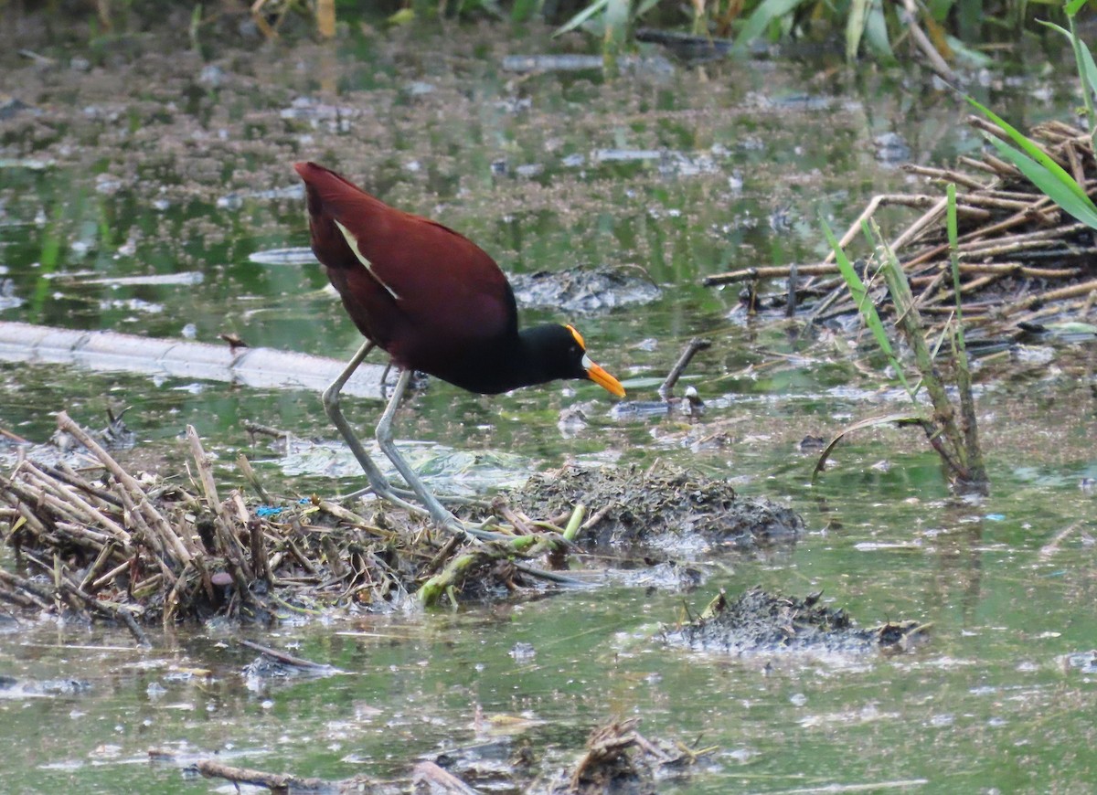 Northern Jacana - ML233003191