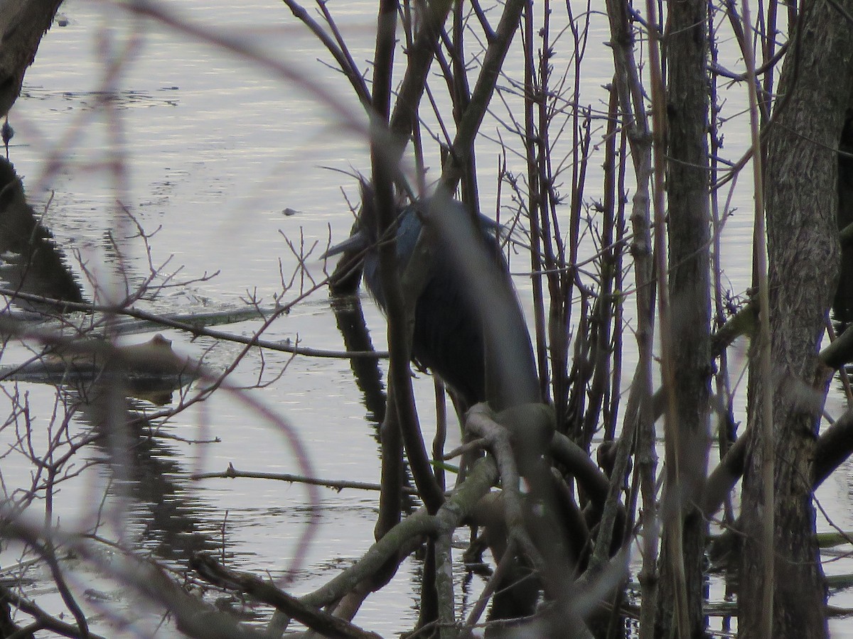 Little Blue Heron - ML233003361