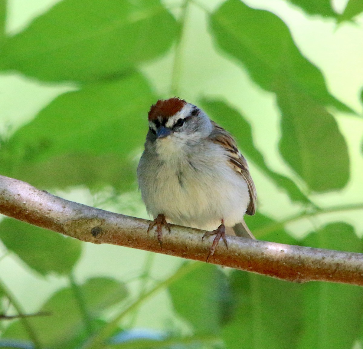 Chipping Sparrow - ML233004281