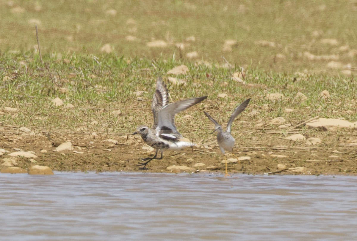 Black-bellied Plover - ML233004991