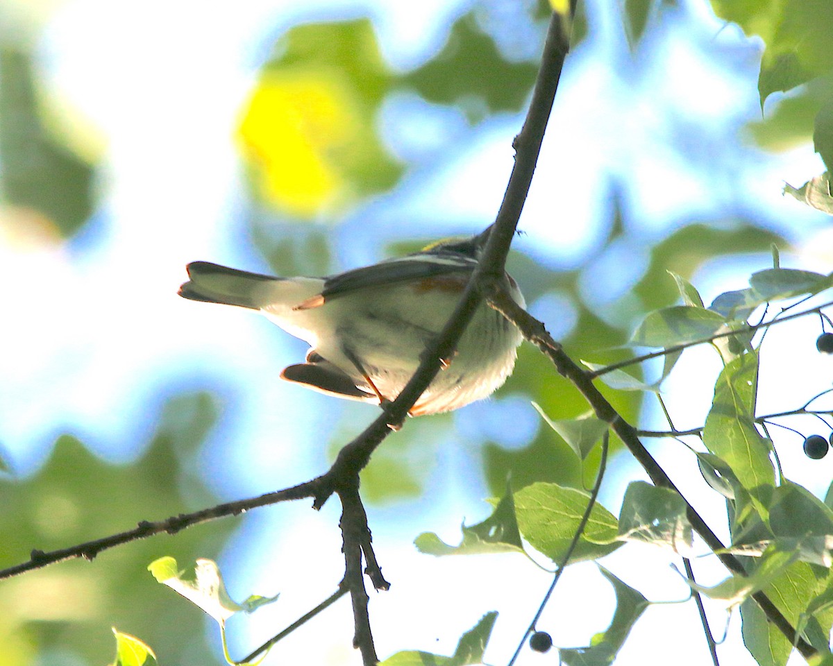 Chestnut-sided Warbler - ML233005021