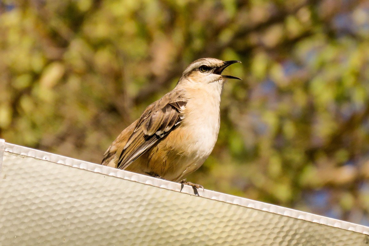 Chalk-browed Mockingbird - Maria del Castillo