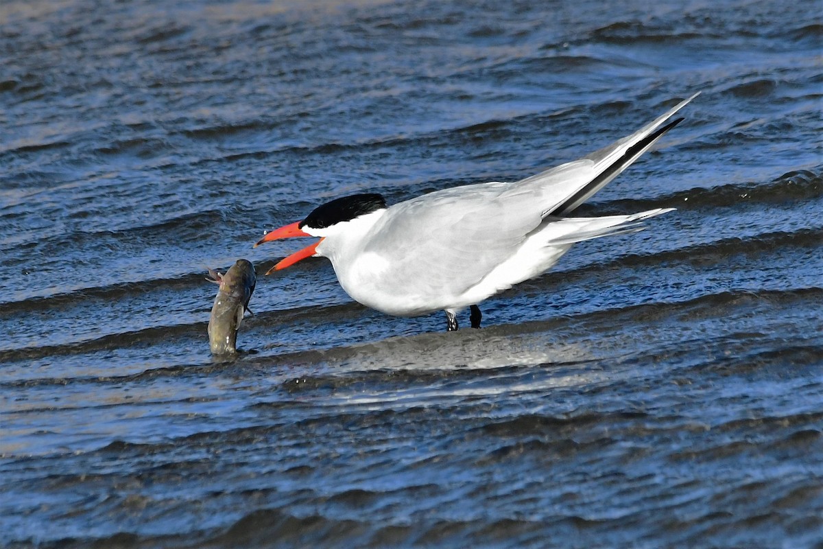 Caspian Tern - Bill Schiess