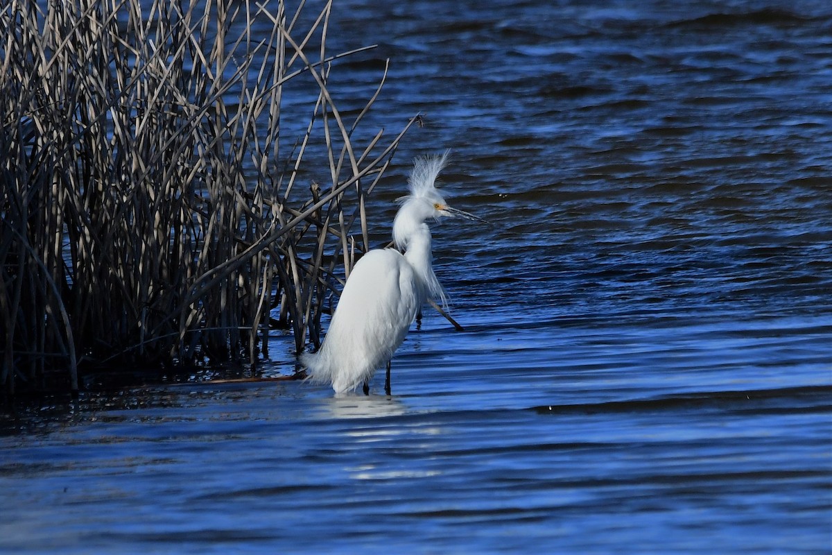 Snowy Egret - ML233006271