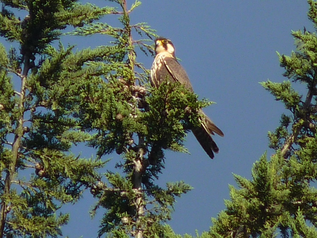 Aplomado Falcon - ML233007751