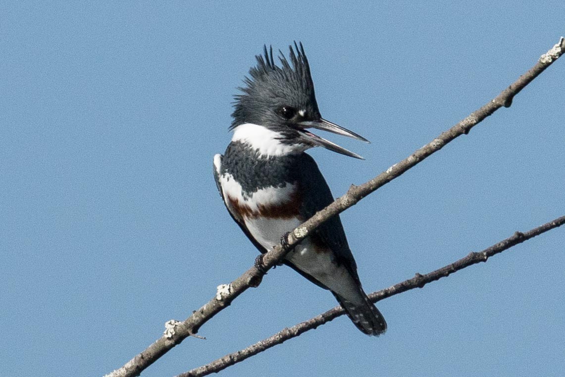 Belted Kingfisher - Eric VanderWerf