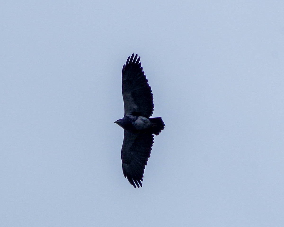 Black-chested Buzzard-Eagle - ML233008691