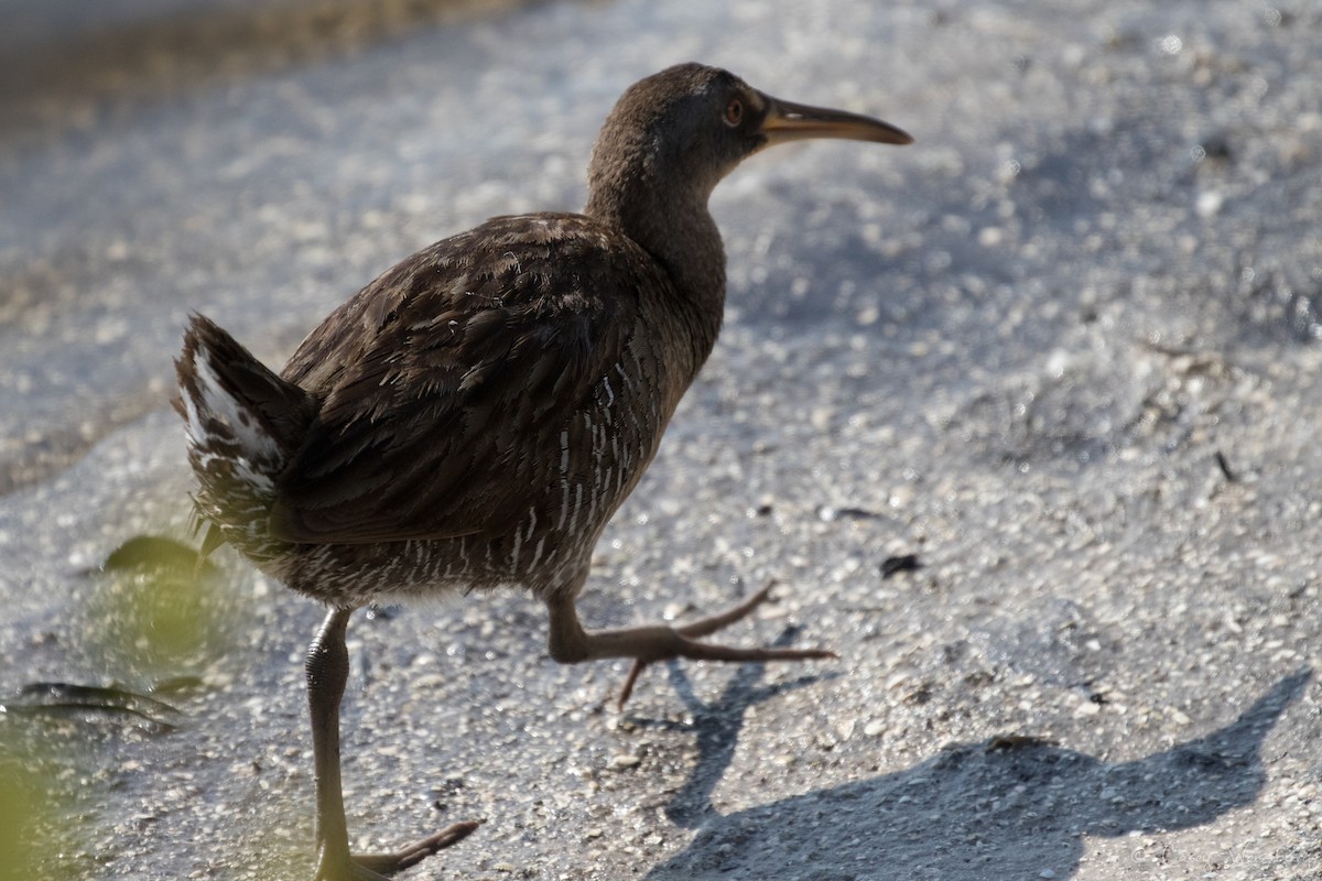 Clapper Rail - ML233009361