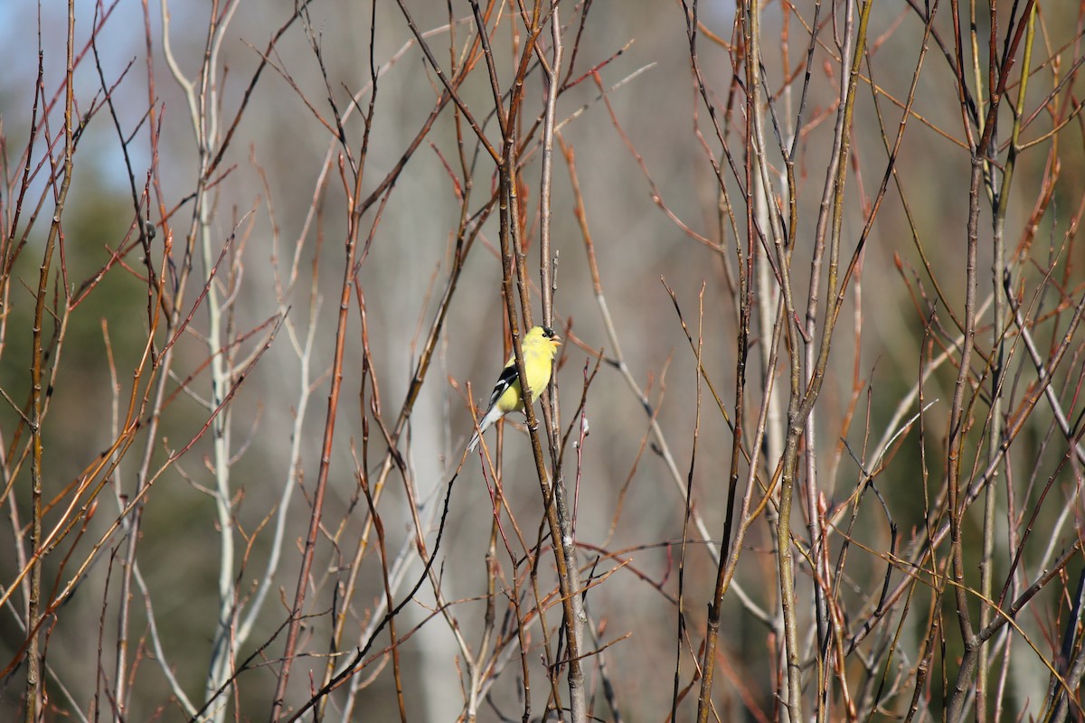 American Goldfinch - ML233010741