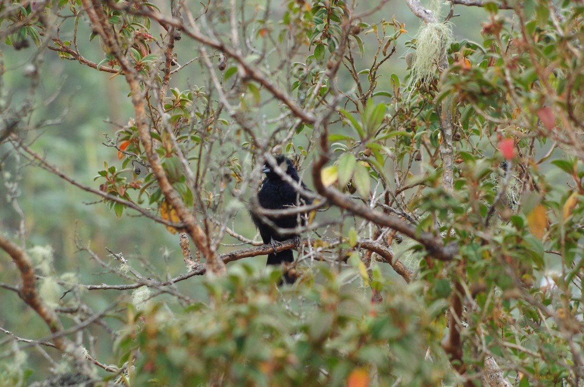 White-lined Tanager - ML233010971