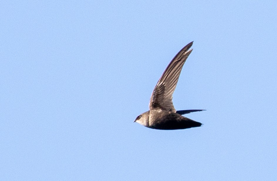 Chimney Swift - ML233012241