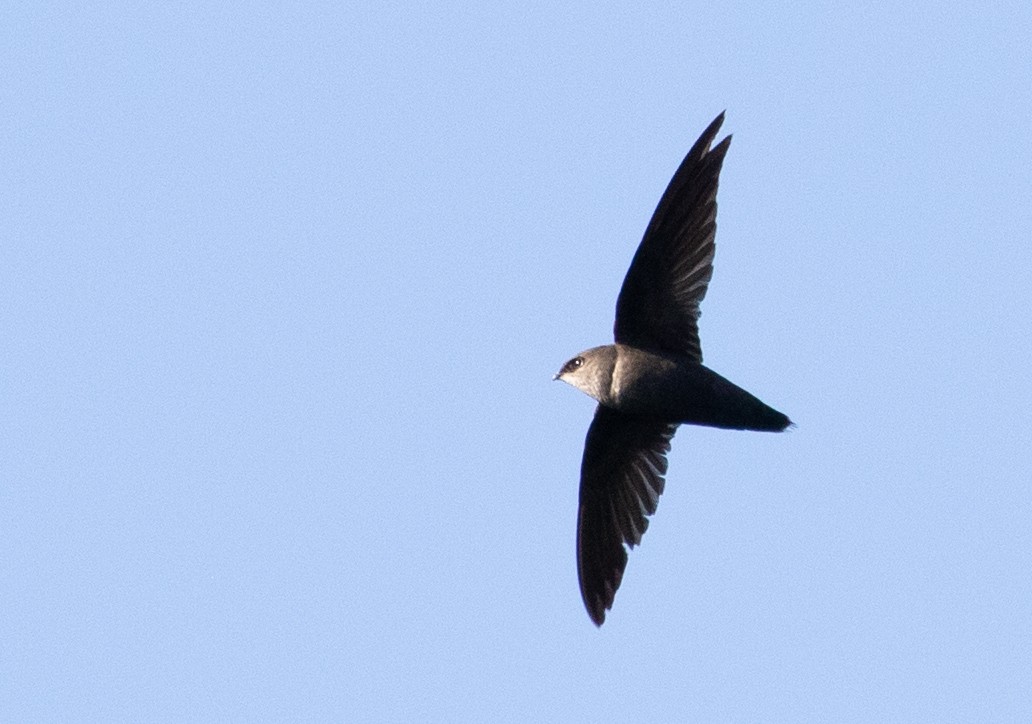 Chimney Swift - ML233012291