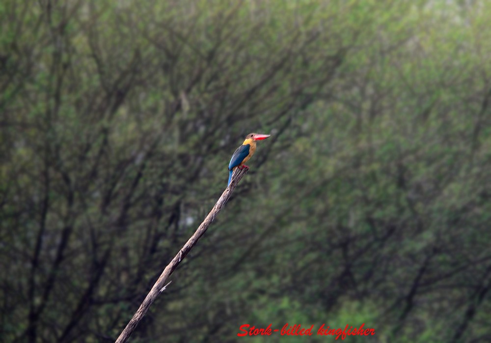 Stork-billed Kingfisher - ML23301331